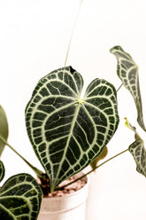 Anthurium clarinervium